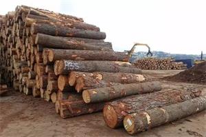剖析木材價格上漲及策略